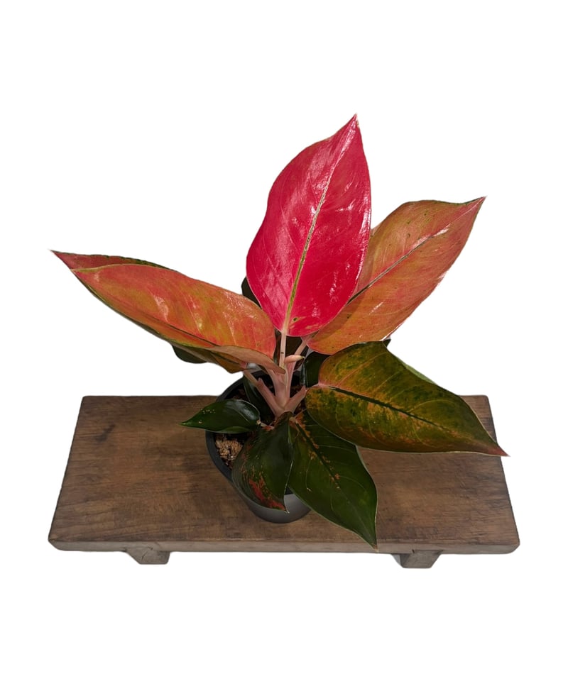 アグラオネマ オレンジ コーチン 「Aglaonema Orange Cochin