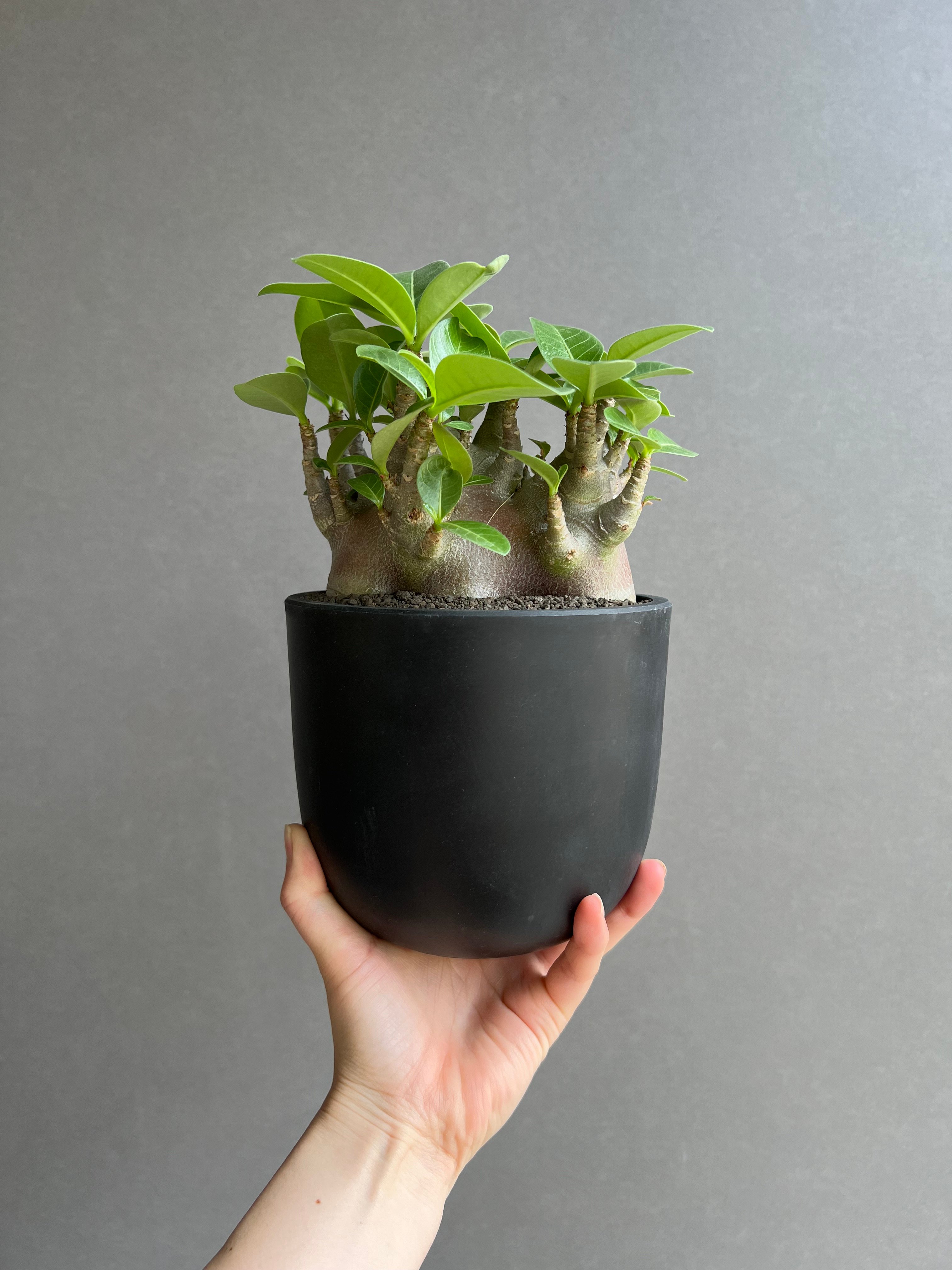 アデニウム アラビカム スーパー ドワーフ “ブラック” 「Adenium