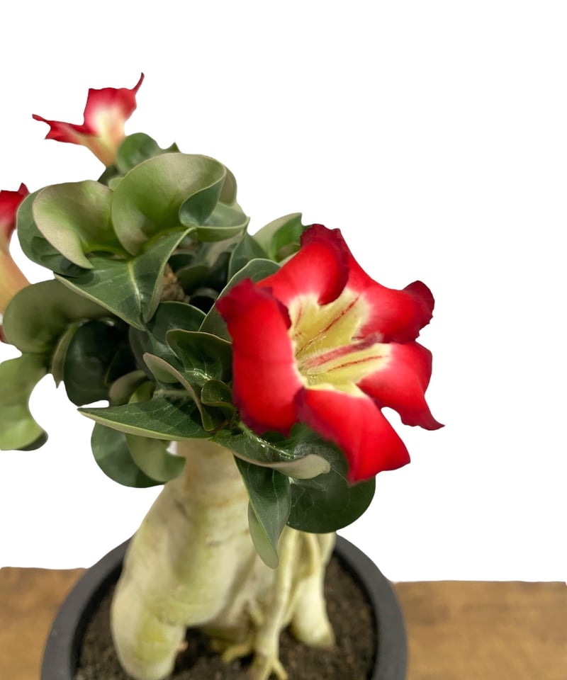 アデニウム D.H.A (獅子葉) '選抜個体' 「Adenium D.H.A (Dorset