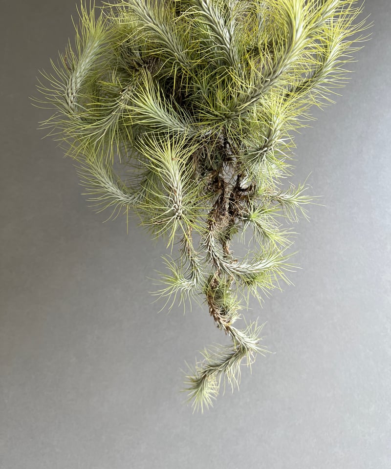 〈菫〉Tillandsia ケゲリアナ x ドミンゴズフンキアナ　ティランジア 菫〉Tillandsia ケゲリアナ x ドミンゴズフンキアナ ティランジア