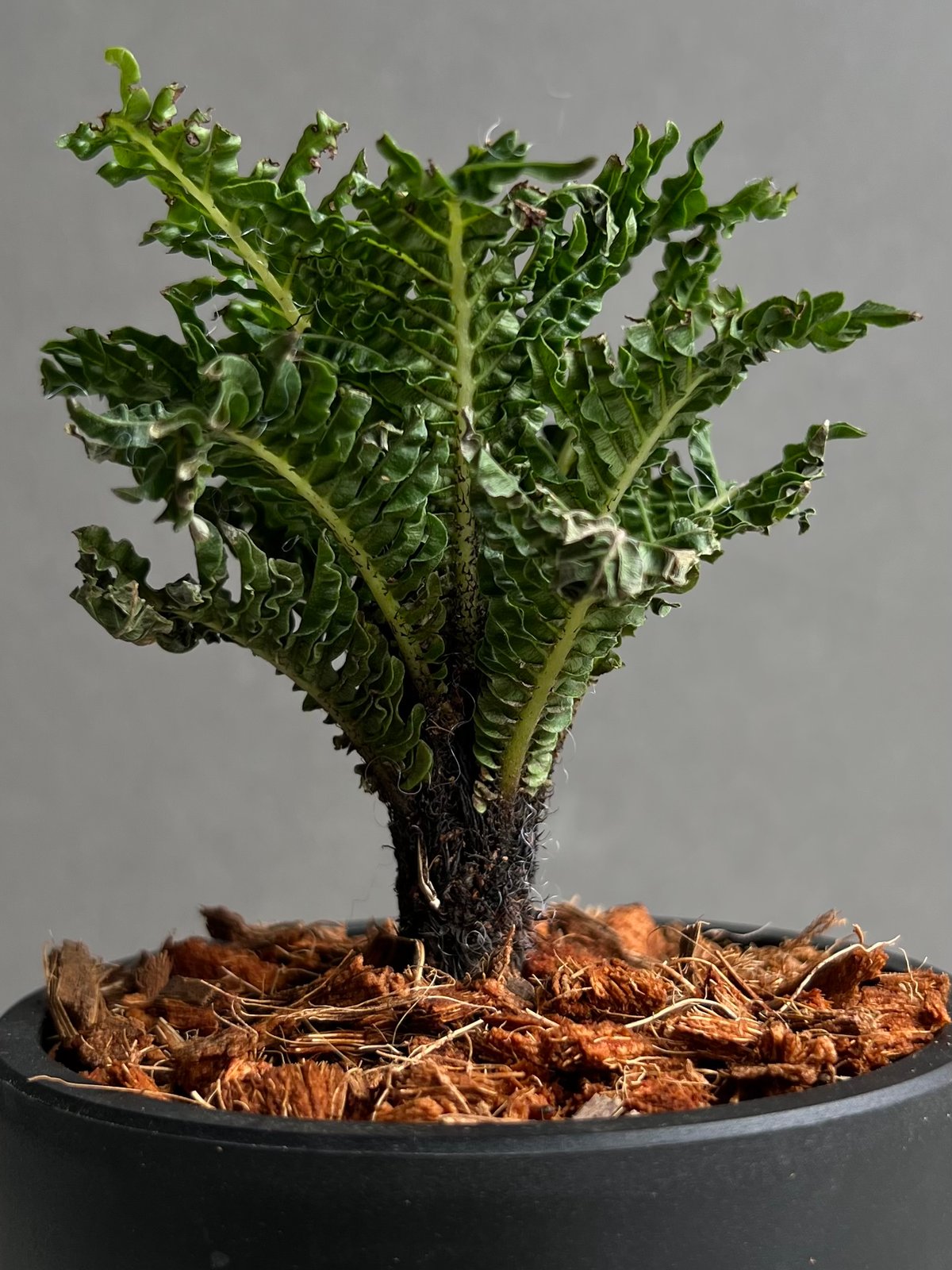 ブレクナム ギッバム ドワーフ 「Blechnum gibbum Dwarf 」95B