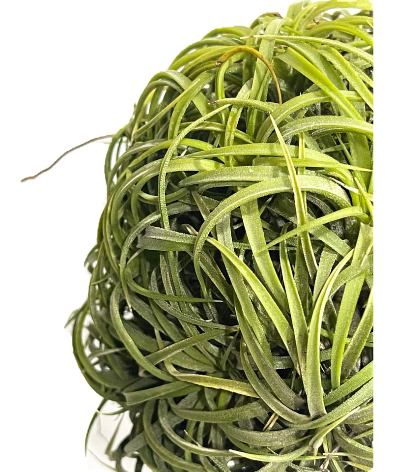 ティランジア イオナンタ ドゥルイド ボールタイプ「Tillandsia