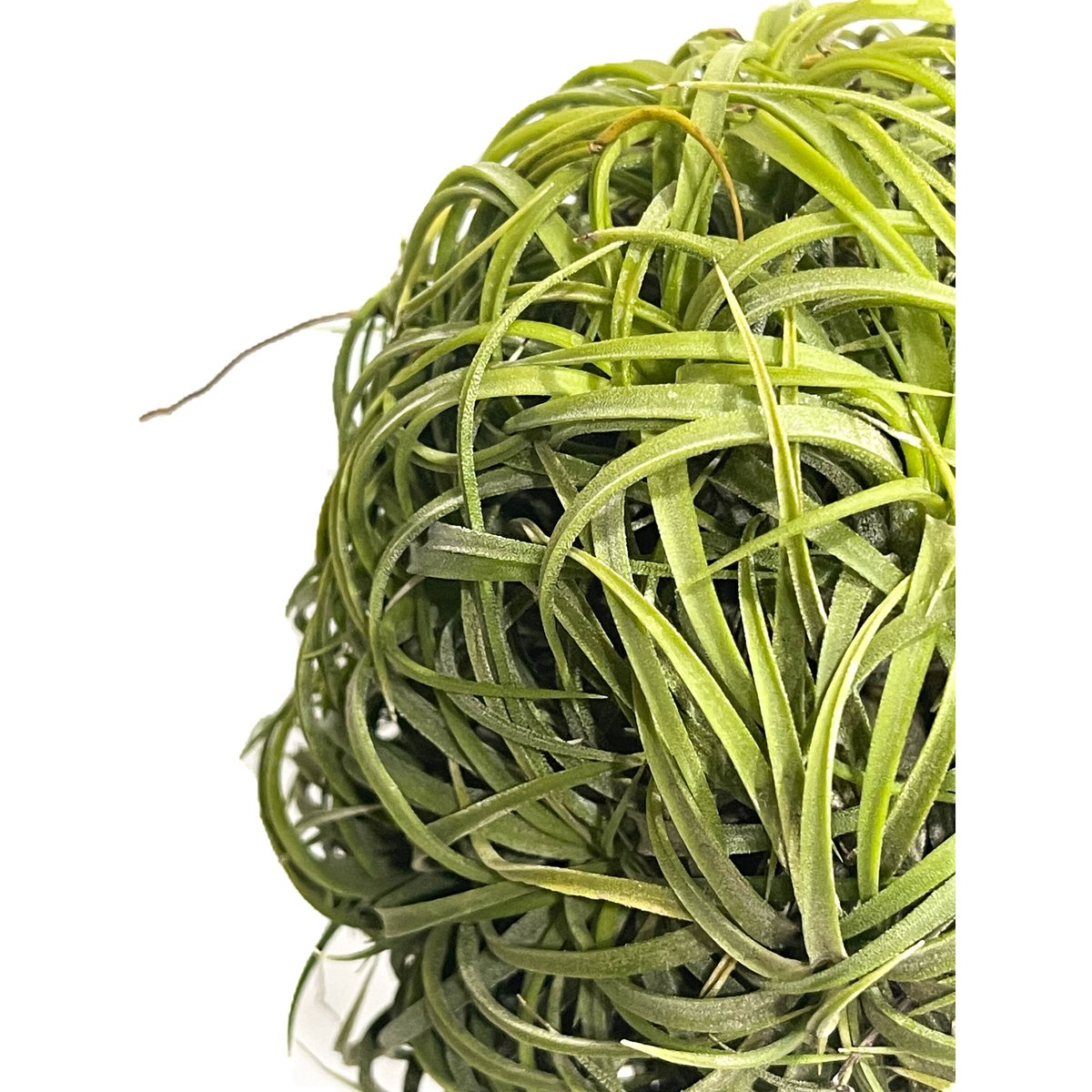 ティランジア イオナンタ ドゥルイド ボールタイプ「Tillandsia