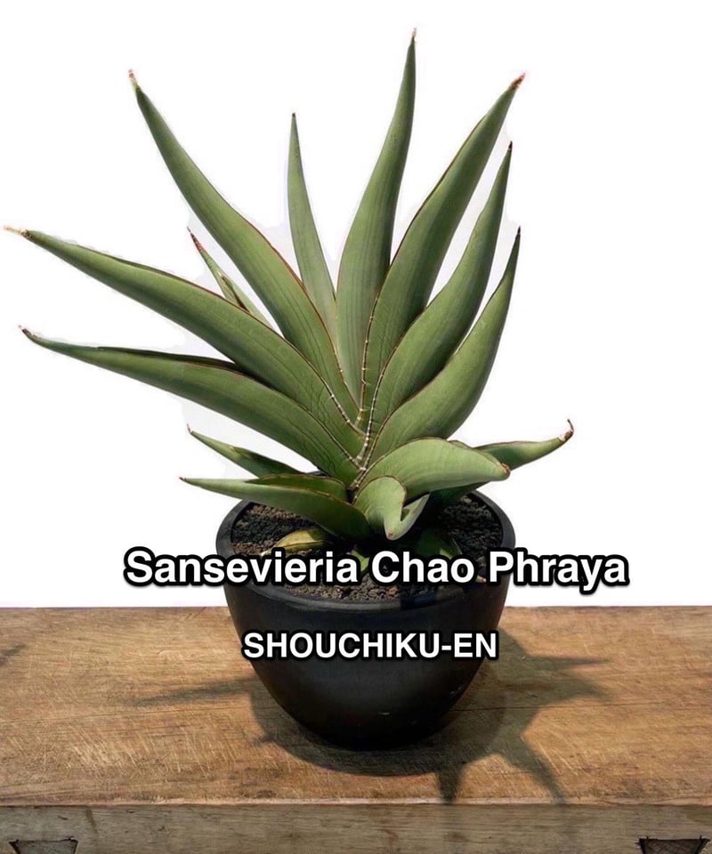 EMP サンセベリア チャオプラヤ / 仔株確認 SA241 サンセベリア チャオプラヤ 「Sansevieria Chao Phraya」43N | SH