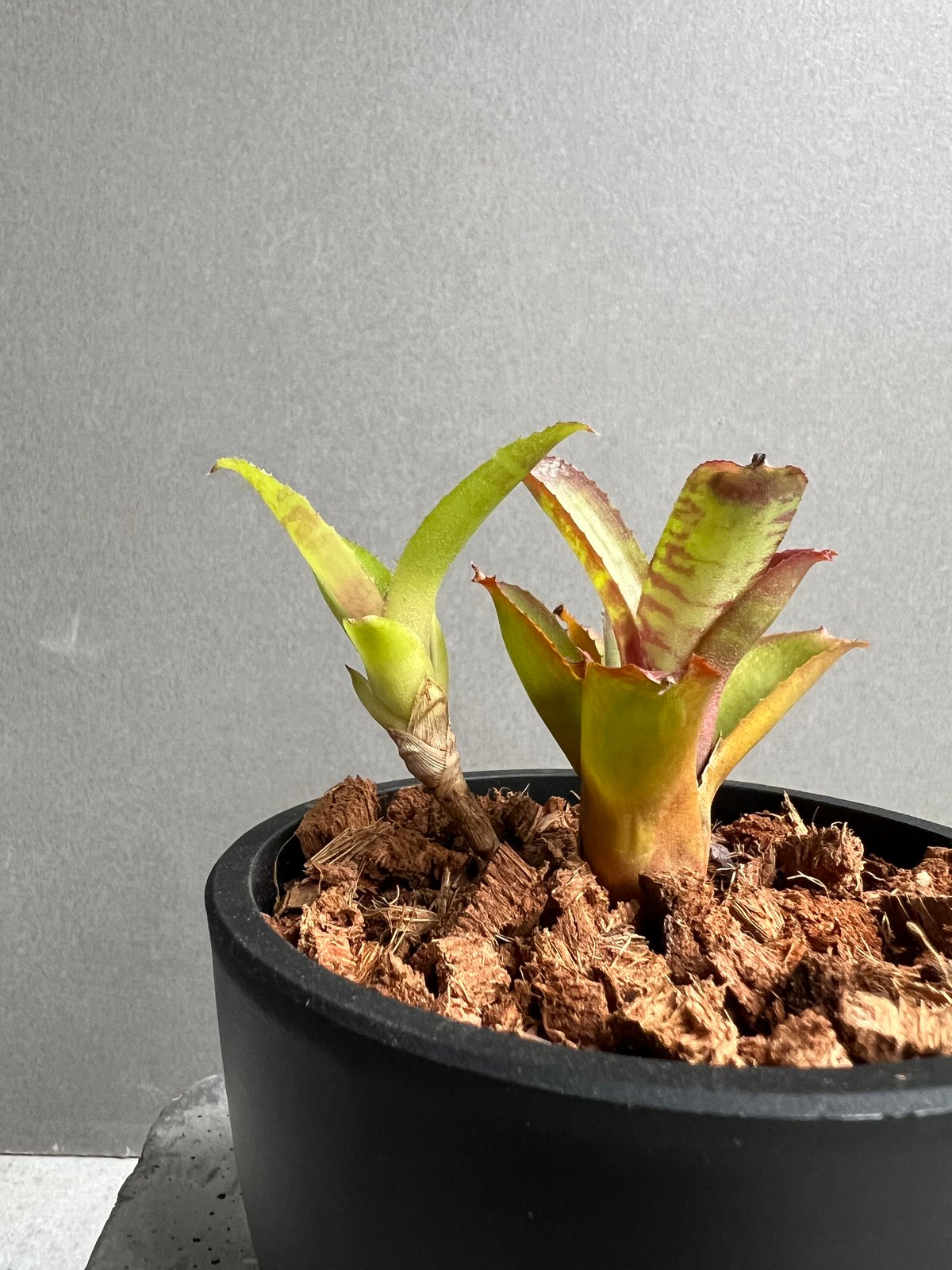 ネオレゲリア サクラ 「Neoregelia Sakura」80C | SHOUCHIKUEN