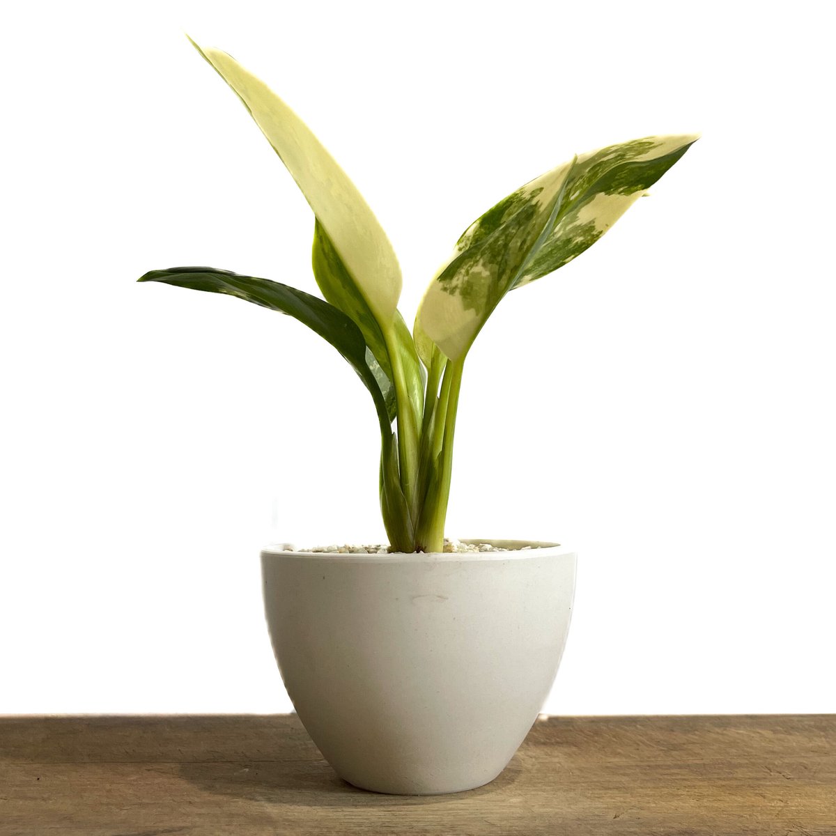 アグラオネマ スワンナプーム「Aglaonema Suvarnabhumi」9/2-47C |