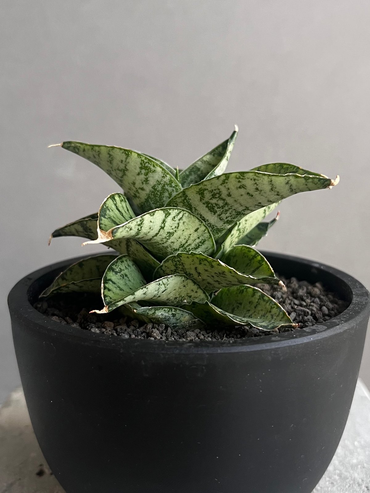 EMP サンセベリア Susano'O' スサノオ / SA318 EMP サンセベリア Susano'O' スサノオ / SA318 EMP サンセベリア