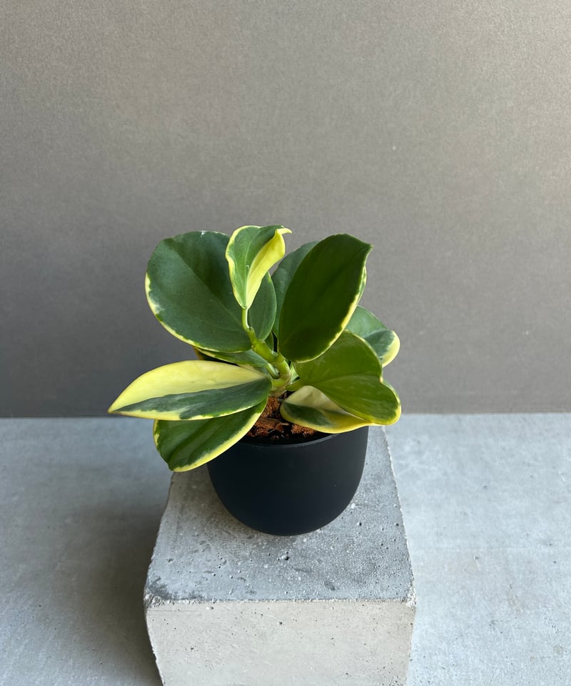 ホヤ パキクラーダ アルボマルギナータ「Hoya pachyclada albomargina