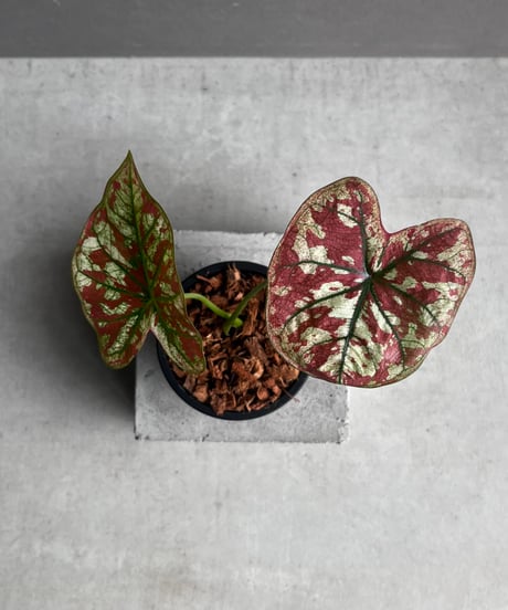 カラジューム ハイブリッド “レッド インパルス” 「Caladium Hybrid “Red Impulse”」61A