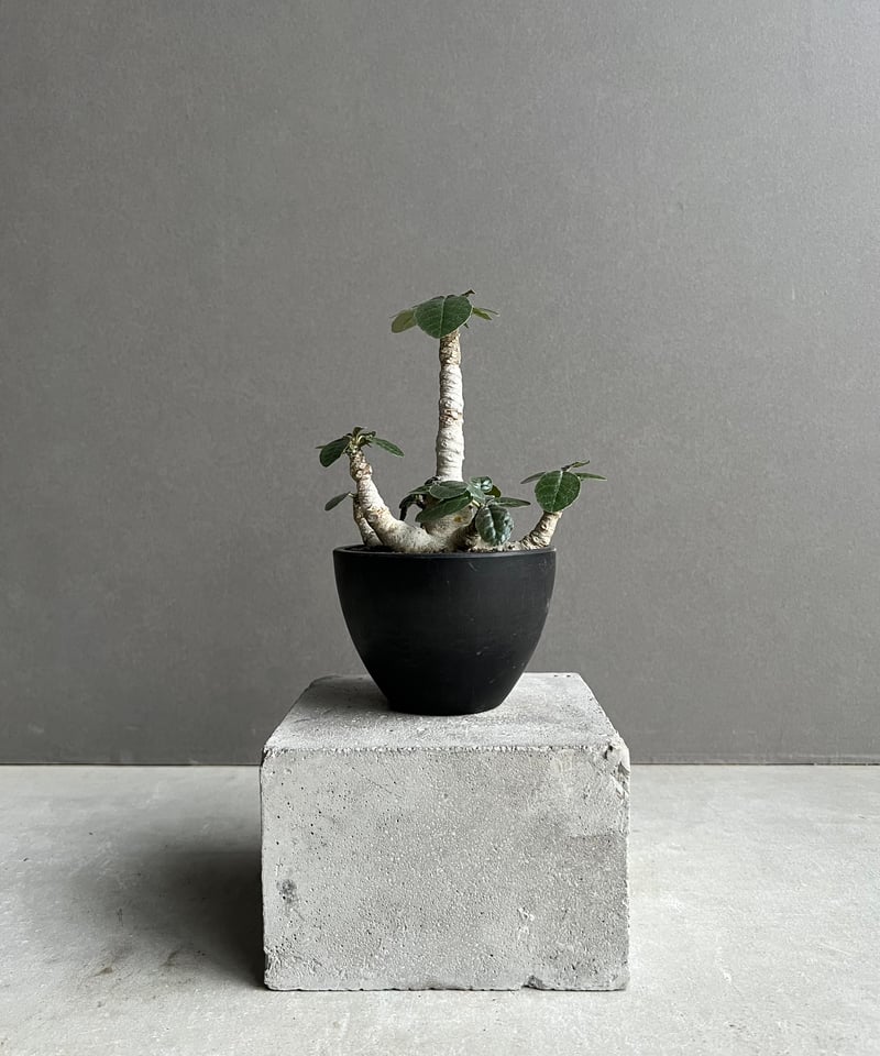 ドルステニア フォエチダ “多頭タイプ”「 Dorstenia foetida」50C | S