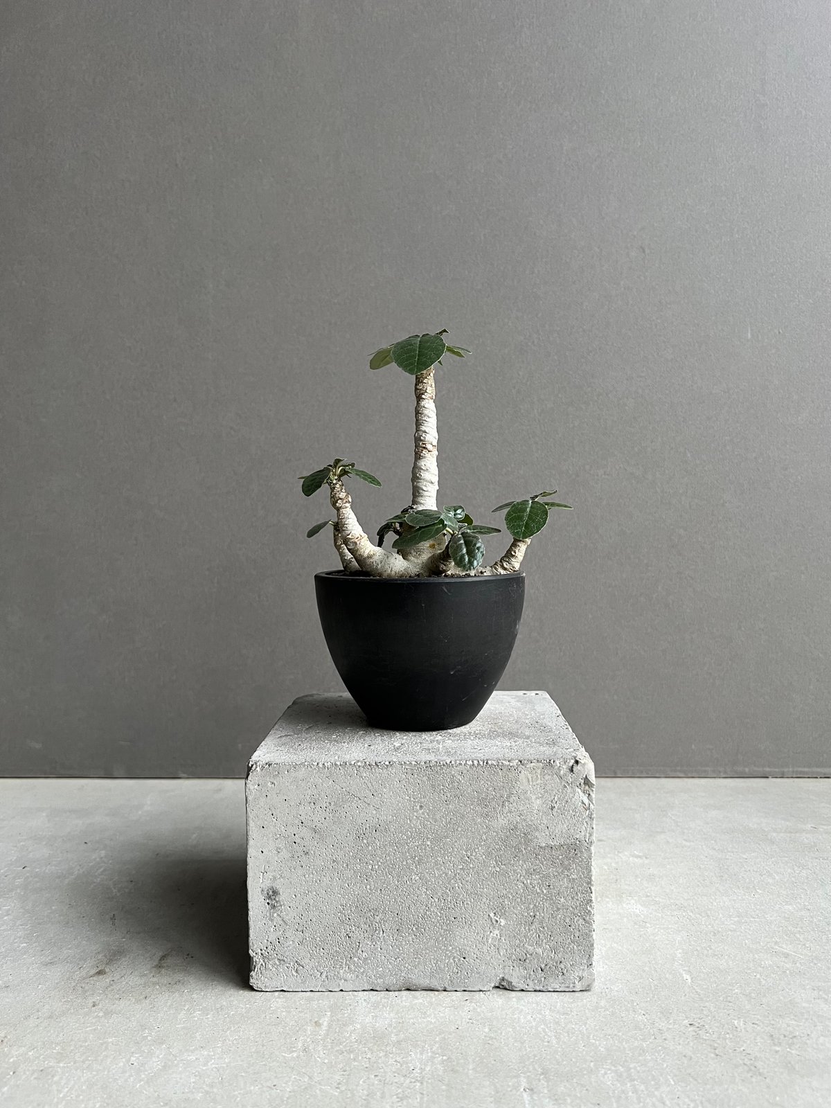 ドルステニア フォエチダ “多頭タイプ”「 Dorstenia foetida」50C | S