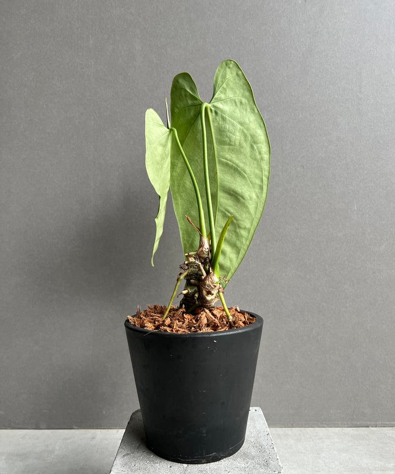 アンスリウム　ハイブリッド　【斑入り】 アンスリウム ハイブリッド 斑入 「Anthurium hybrid Variegated