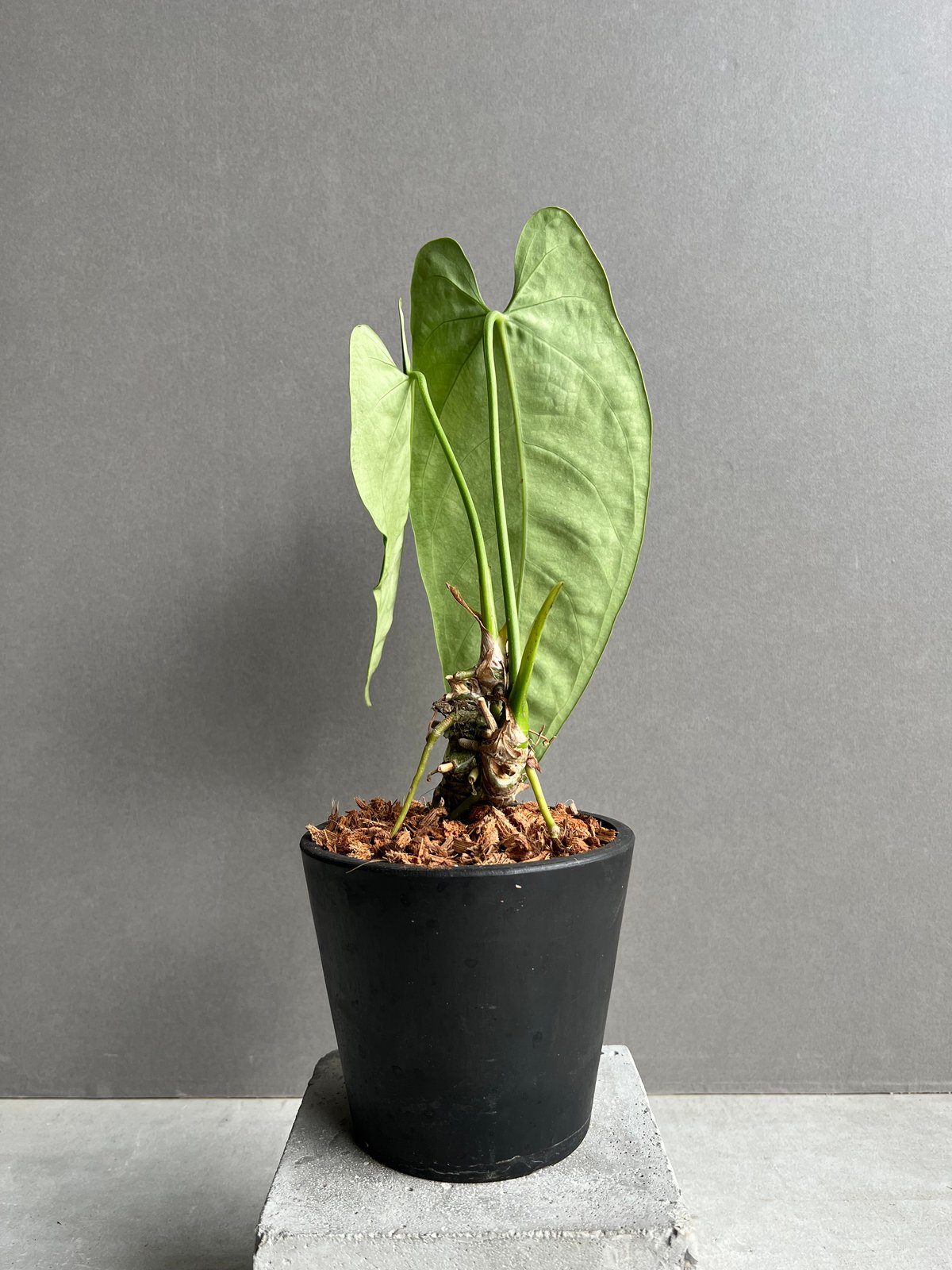 アンスリウム　anthurium ハイブリッド 🧡🖤Anthurium 【antolakii ✖︎ 'AOS' df】 × 'Red crystal