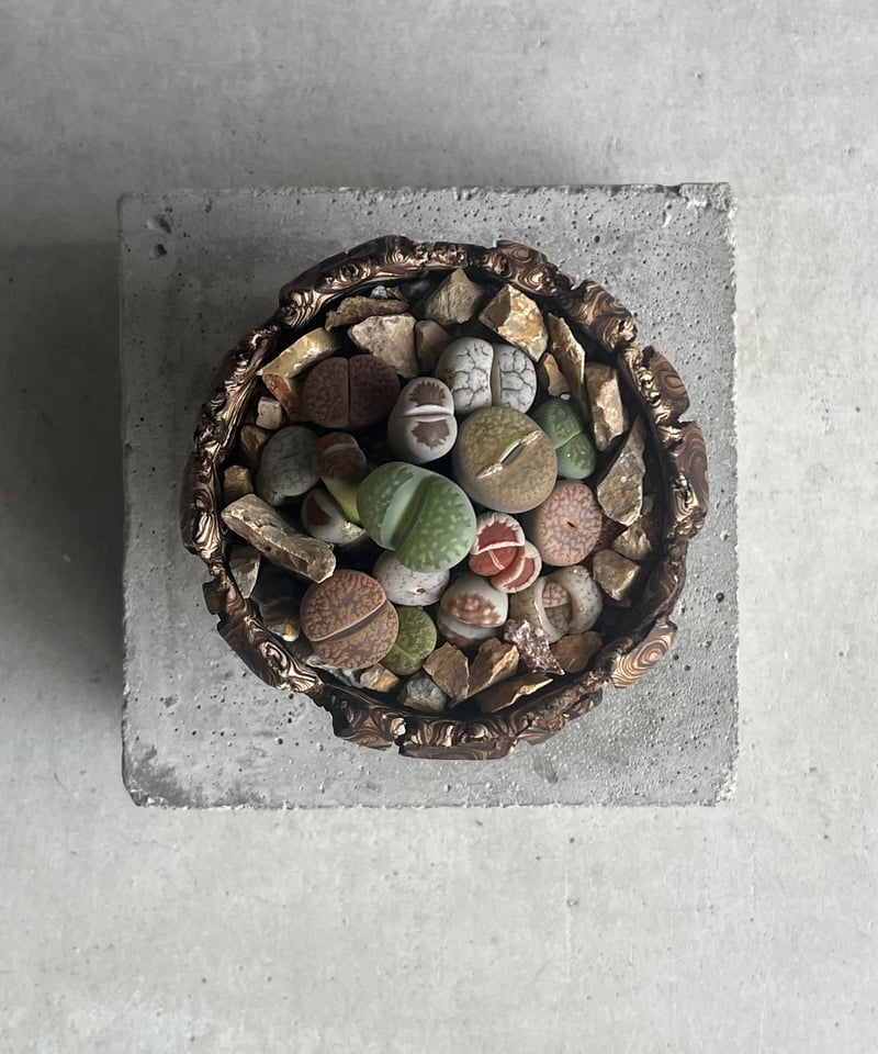 リトープス + plantsmonsters pot”Habitat Style” 「Lith