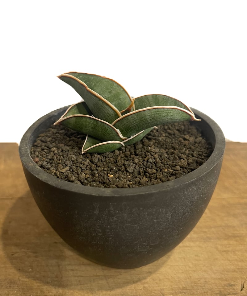 サンセベリア ロリダ 「Sansevieria rorida」8/23-70B | SHOU