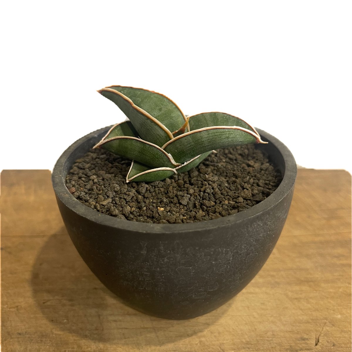 サンセベリア ロリダ 「Sansevieria rorida」8/23-70B | SHOU