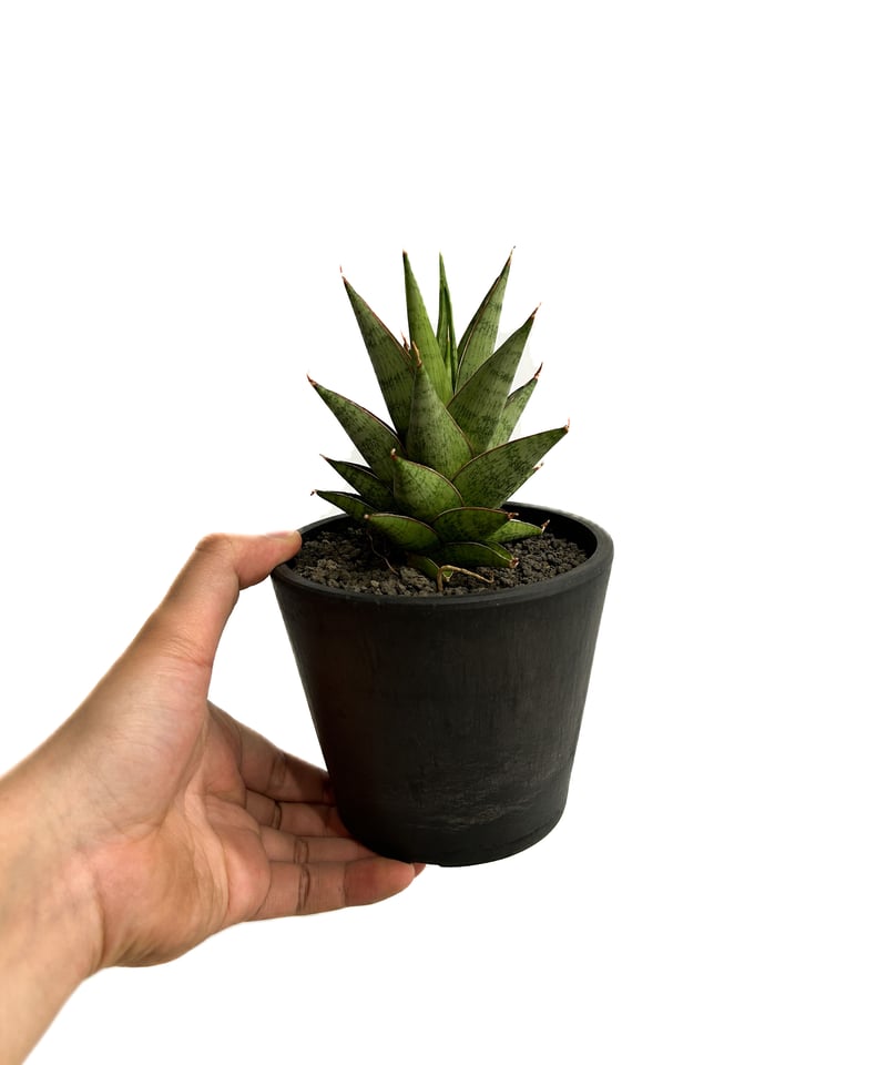 サンセベリア ロックマン 「Sansevieria Rock Man 」4/13-324 |