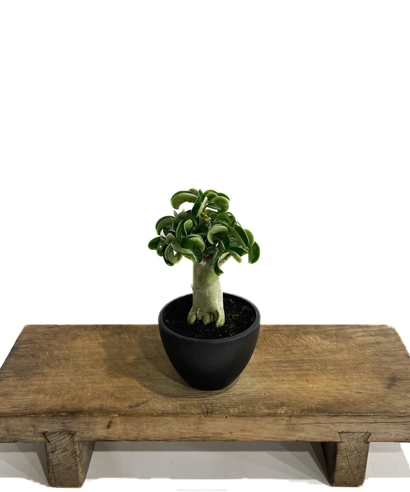 アデニウム D.H.A (獅子葉)選抜個体 「Adenium D.H.A 'Select'」