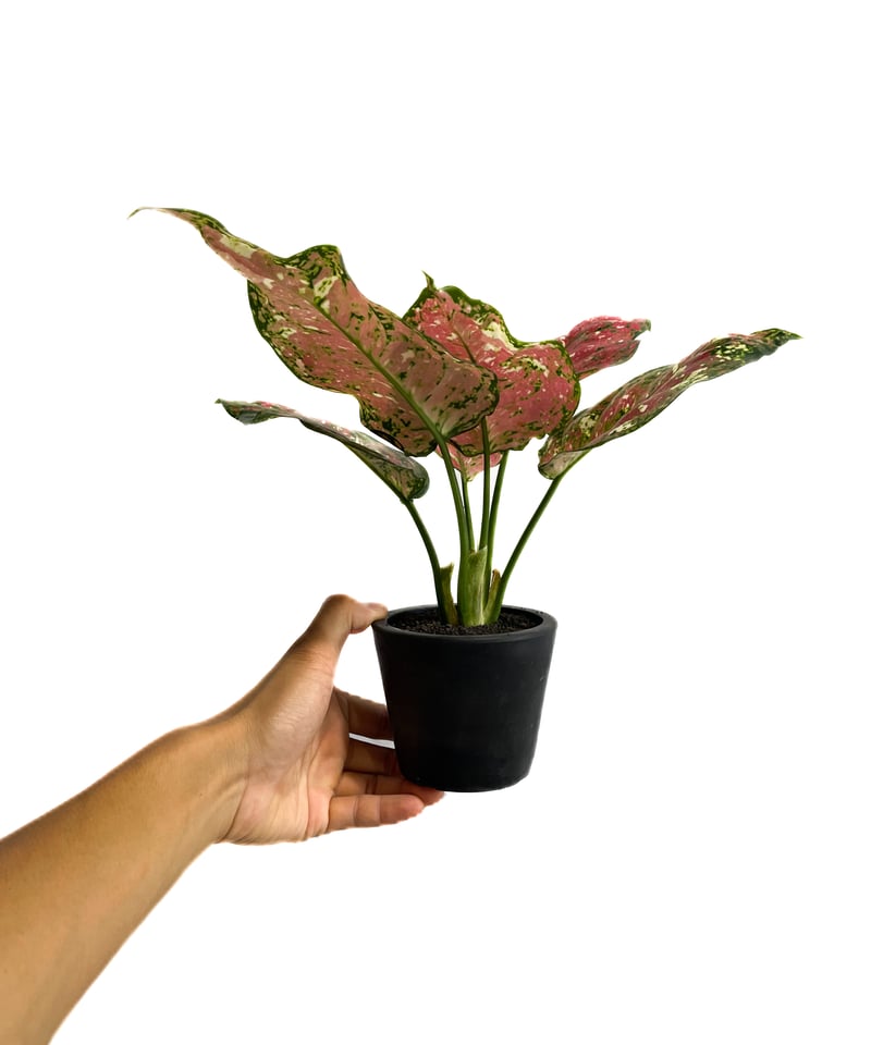 アグラオネマ アグラオネマ アンヤマニー ホワイト 「Aglaonema Unyamanee