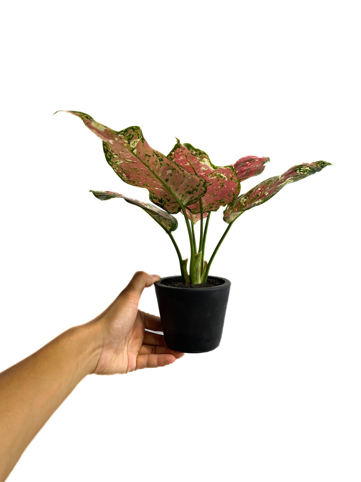 アグラオネマ アンヤマニー トリカラー「Aglaonema Unyamanee Tricolo