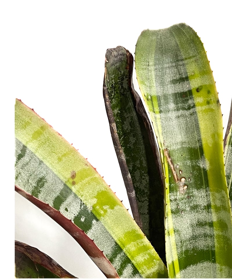 エクメア　オットー エクメア オットー「Aechmea Otto」4/12-291 | SHOUCHIKUEN
