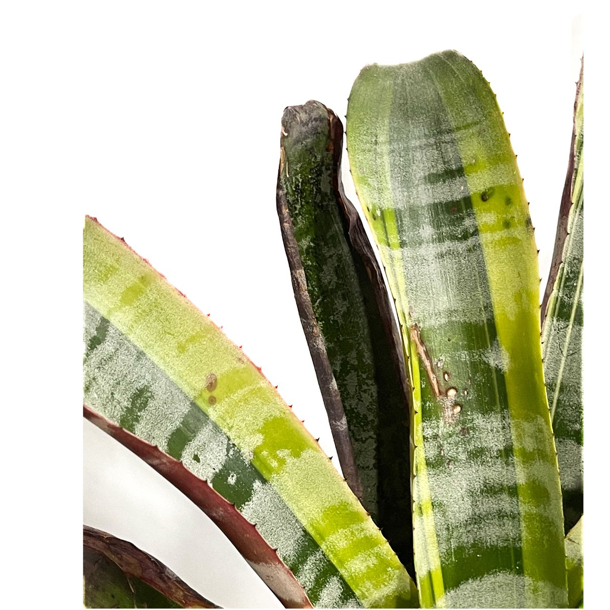 エクメア オットー「Aechmea Otto」4/12-291 | SHOUCHIKUEN