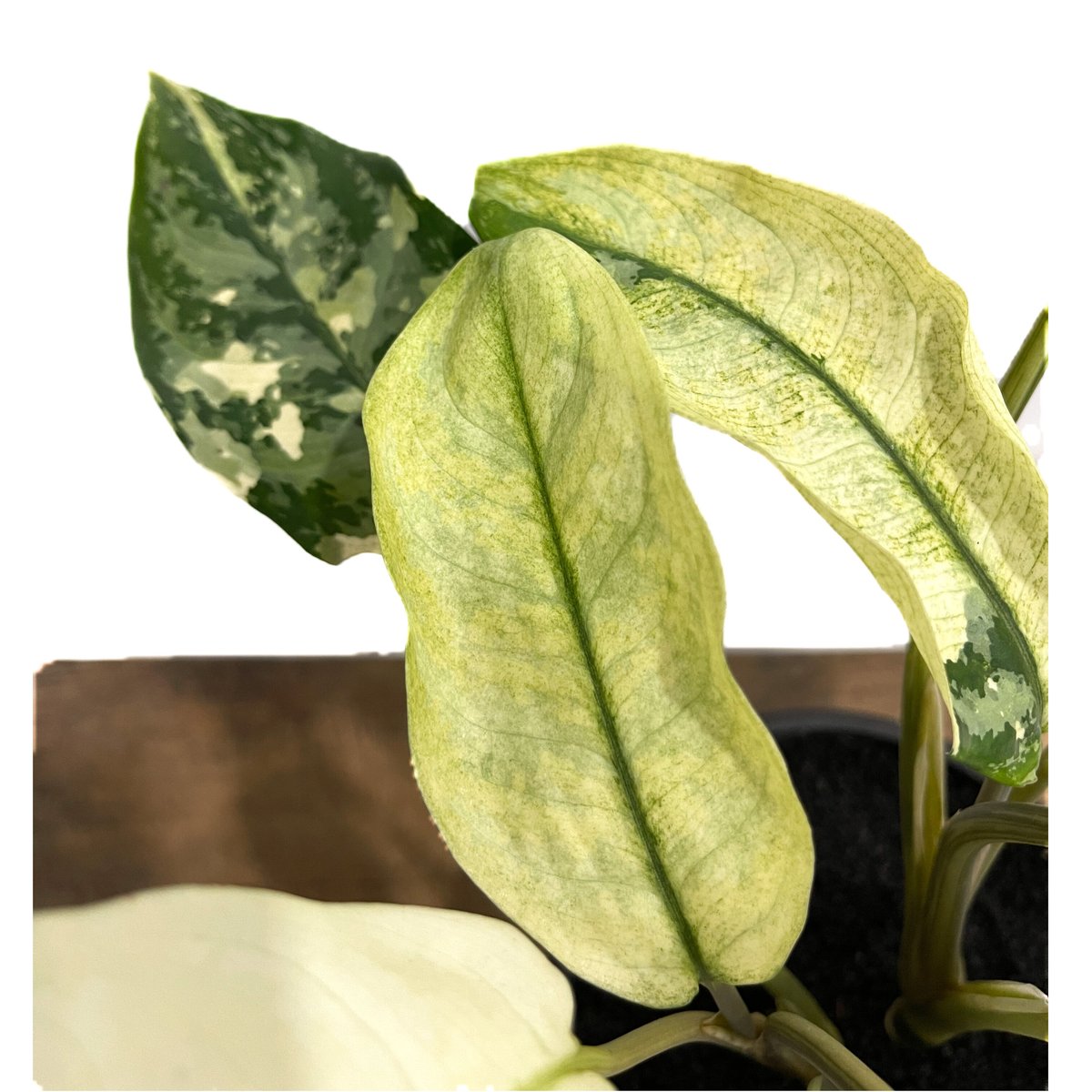 アグラオネマ マニラズ プライド 斑入「Aglaonema Manila's
