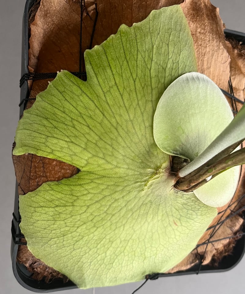 ビカクシダ サンバウェンセ （子株） 「Platycerium Sumbawense (pup