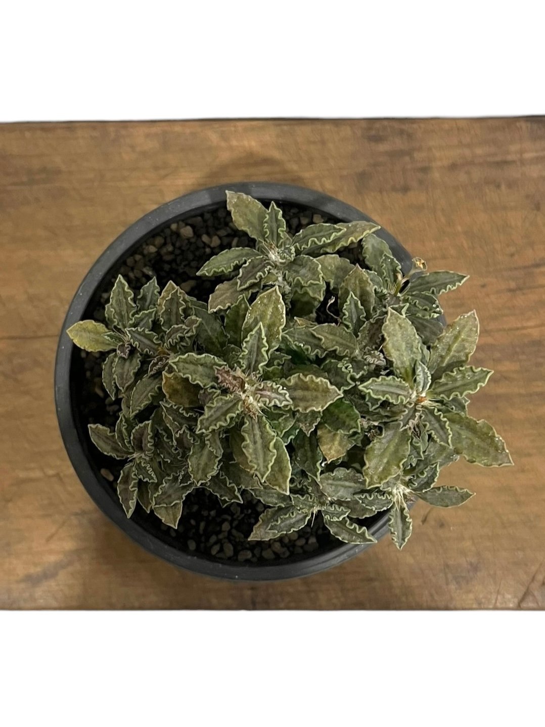 ユーフォルビア　トゥレアレンシス実生② 銅色短葉選抜苗 ユーフォルビア トゥレアレンシス実生② 銅色短葉選抜苗