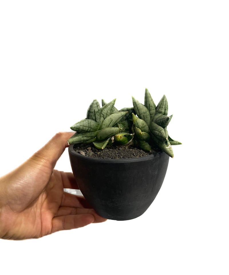 サンセベリア ボンセレンシス ミニ (by アディサック