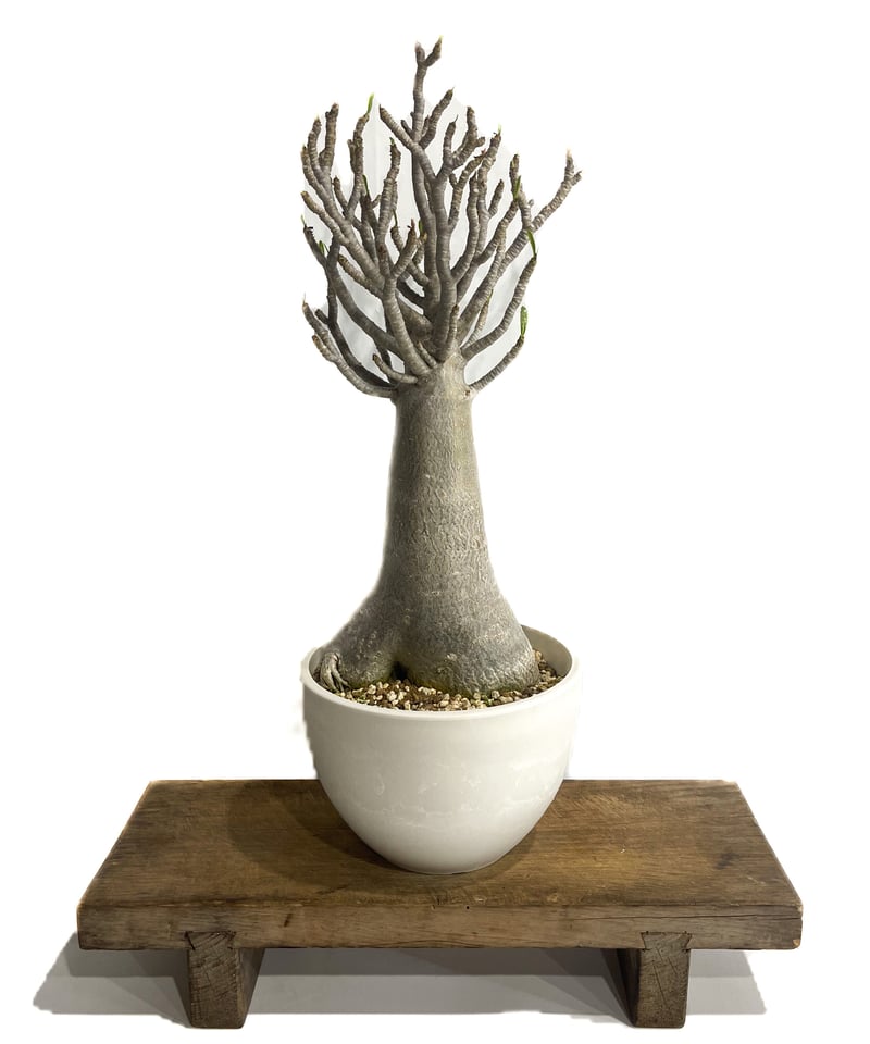 アデニウム アラビカム バオバブスタイル「Adenium arabicum Baobab St