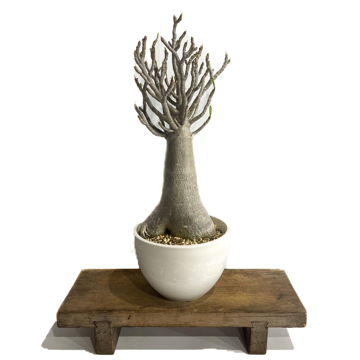 アデニウム アラビカム バオバブスタイル「Adenium arabicum Baobab St