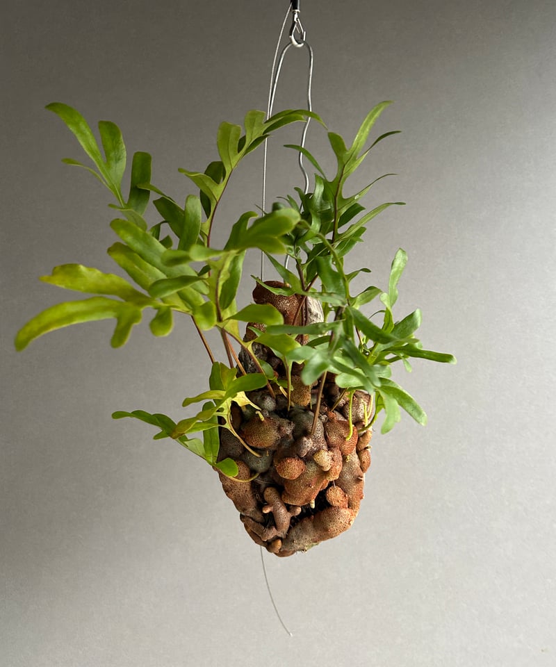 レカノプテリス クルスタセア「Lecanopteris crustacea」61J | SHO