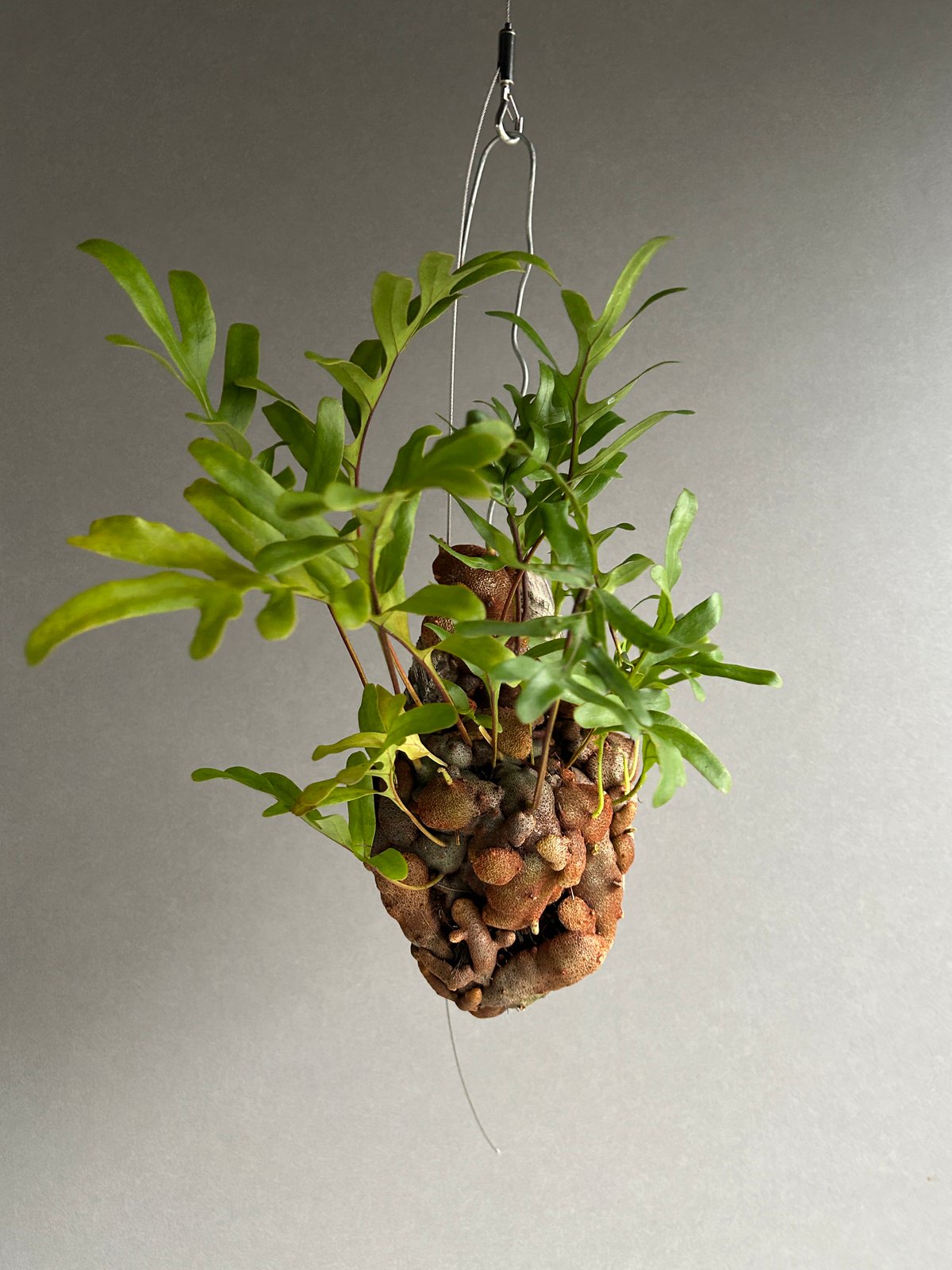 レカノプテリス クルスタセア「Lecanopteris crustacea」61J | SHO