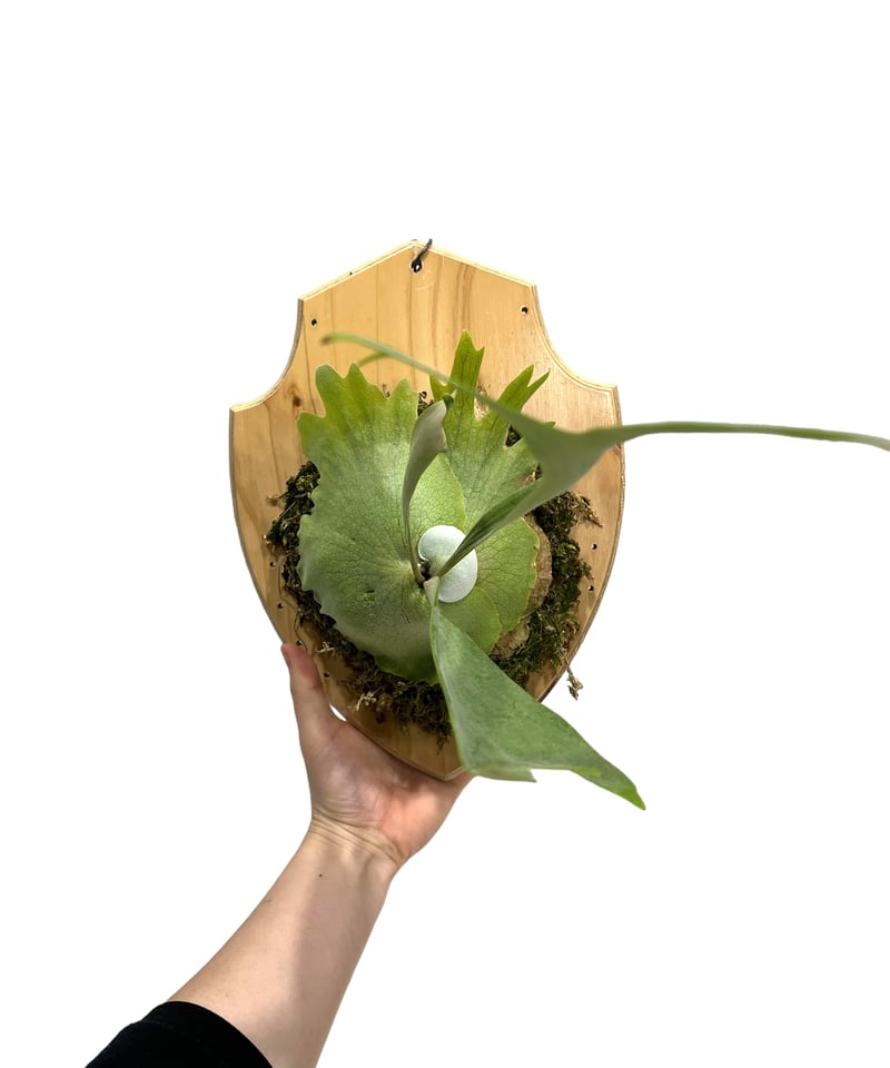 Cervino 様 P. willinckii RU20 胞子 ビカクシダ(P.willinckii Cervino 様 P. willinckii RU20 胞子 ビカクシダ(P.willinckii