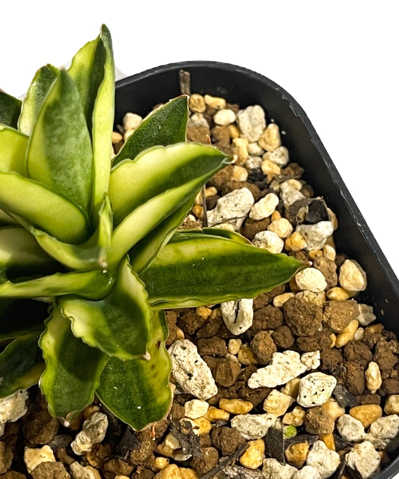 サンセベリア パゴダ 斑入 ドワーフ タイプ 「Sansevieria