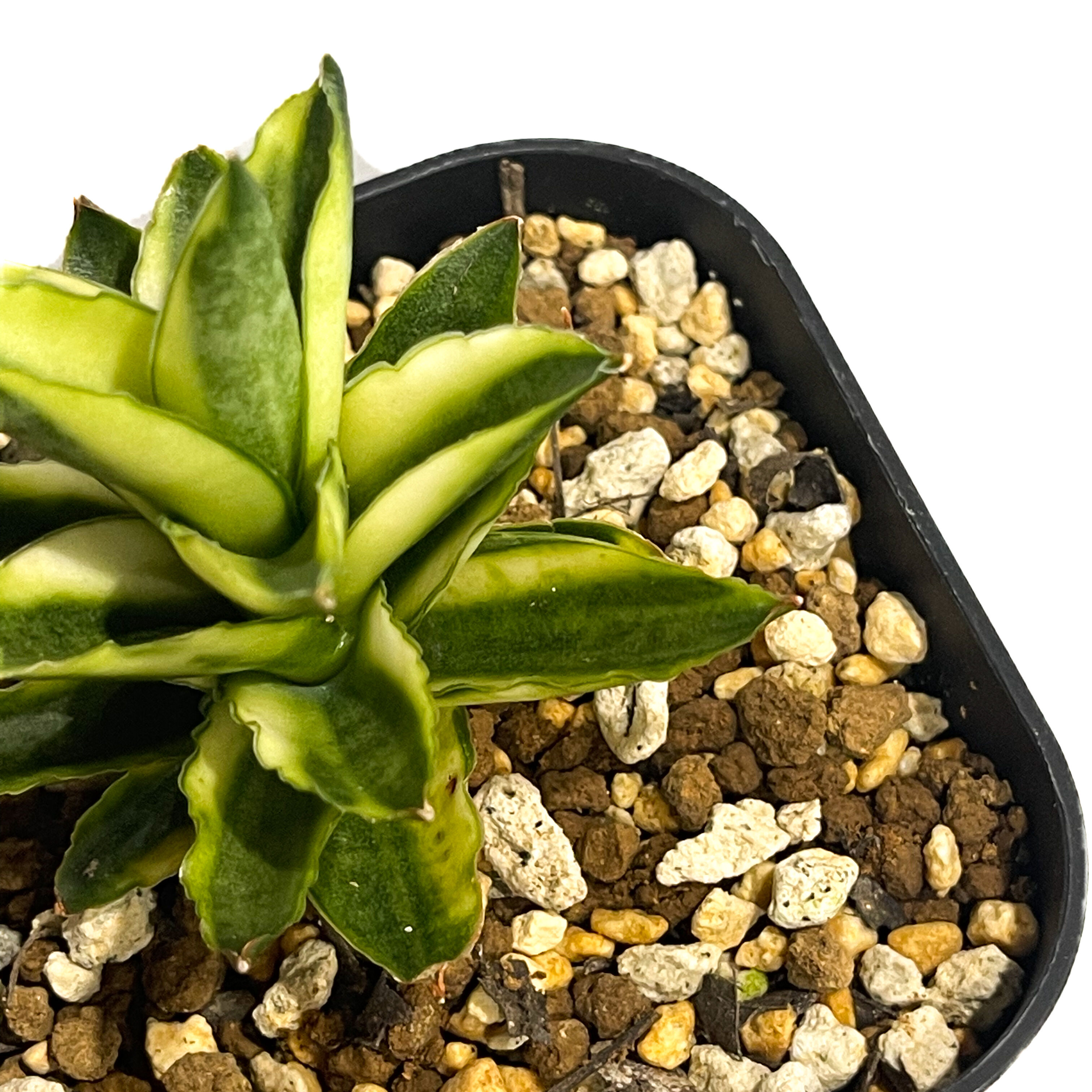 サンセベリア パゴダ 斑入 ドワーフ タイプ 「Sansevieria Pagoda var.