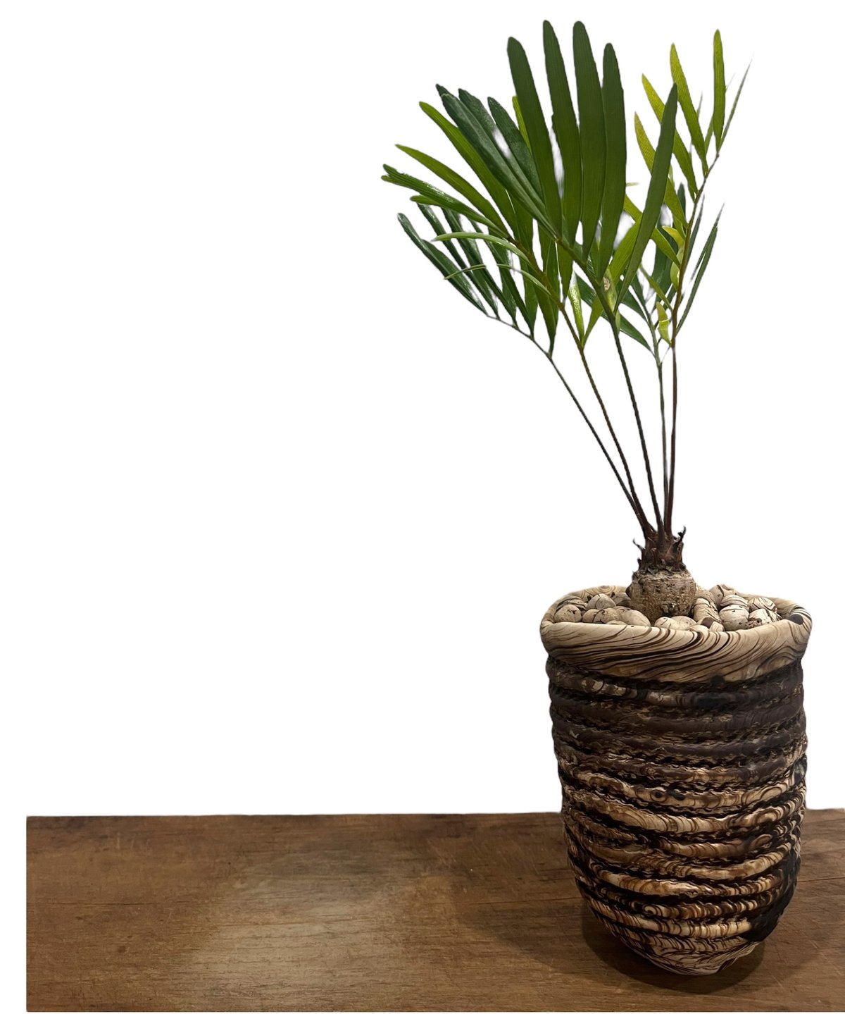 ザミア　ソテツ　盆栽 ザミア + plantsmonsters pot 「Zamia 」75V | SHOUCHIKUEN