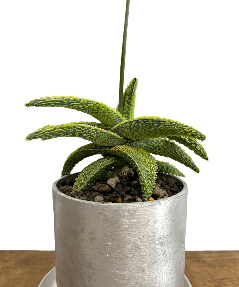 アロエ　ハイブリッド　Aloe hybrid 第四種　Juu9 アロエ ハイブリッド【Aloe hybrid】008 – linkplants -リンク
