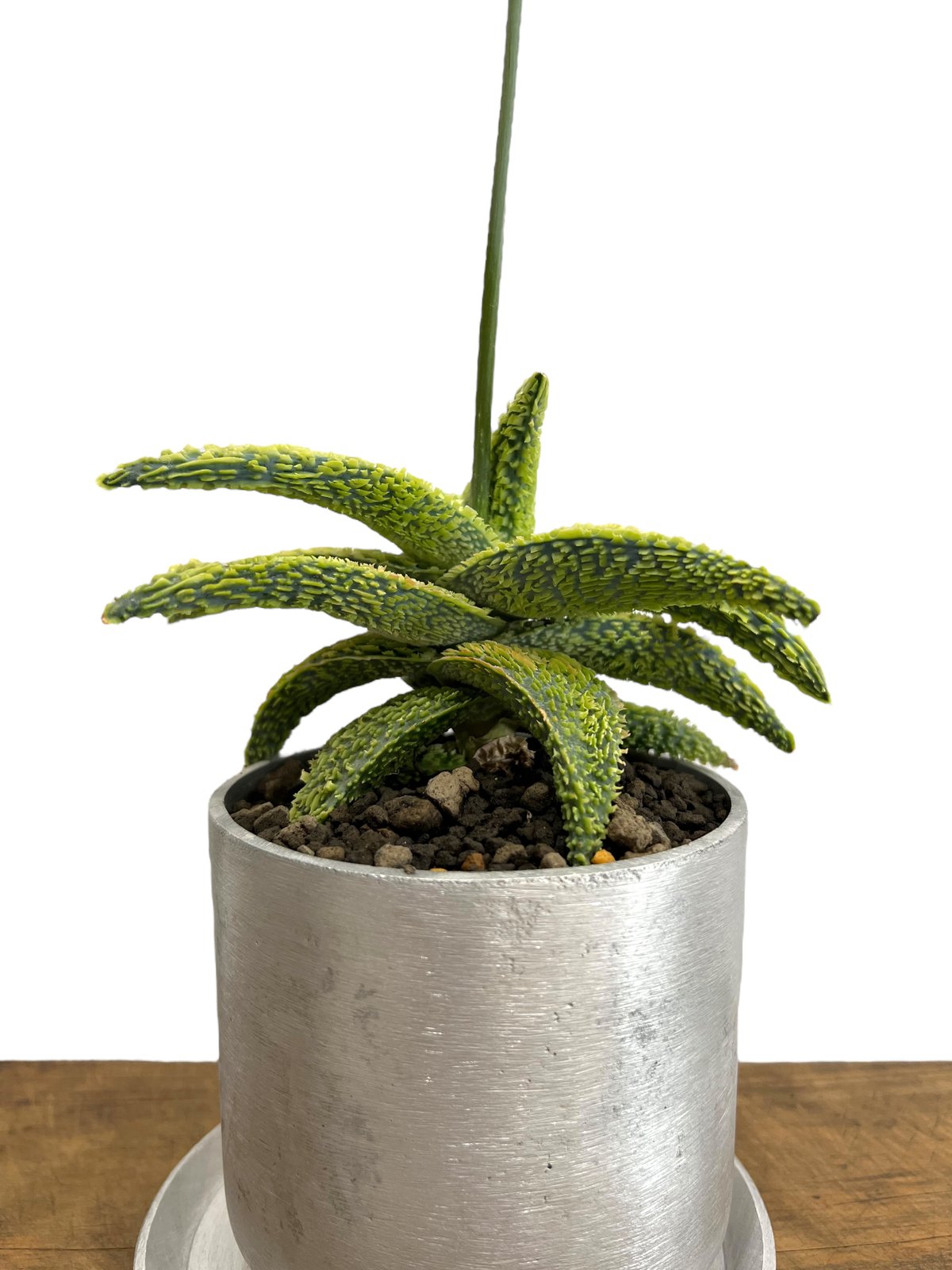 アロエ ハイブリッド “選抜個体” 「Aloe Hybrid “Select アロエ ハイブリッド “選抜個体” 「Aloe Hybrid “Select