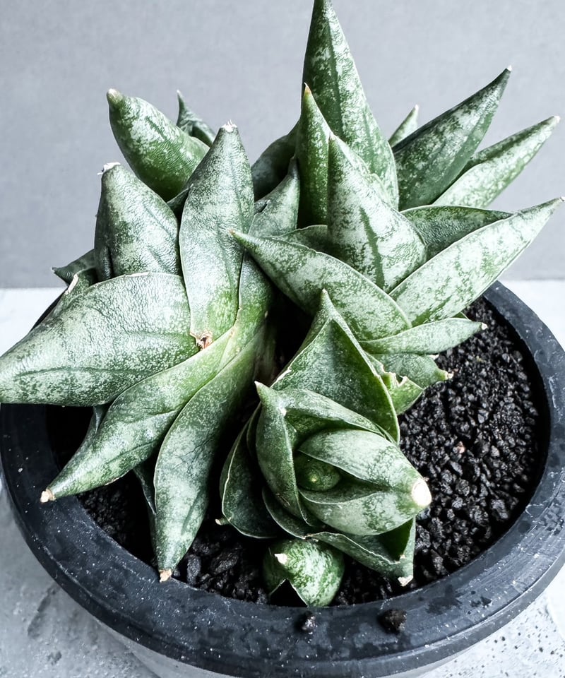 サンセベリア ボンセレンシス スーパー ドワーフ 「Sansevieria