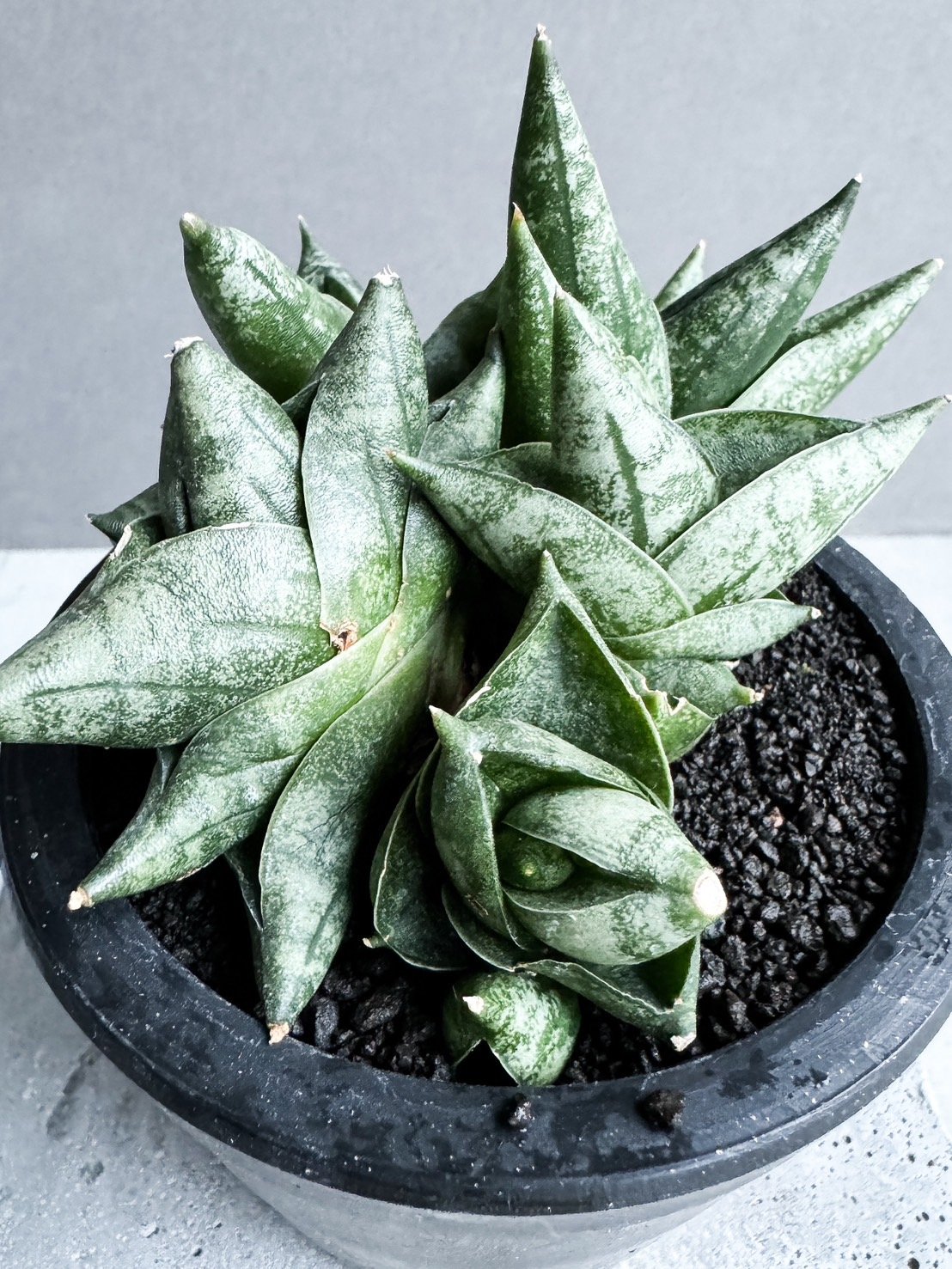 洋書 the splendid sansevieria 希少本 サンスベリア 専門書 THE