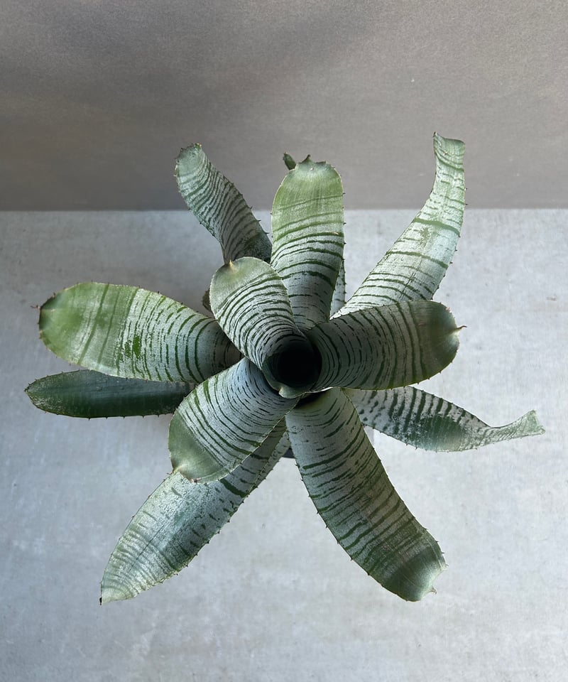 エクメア チャンティニー デ レオン「Aechmea Chantinii De Leon」24