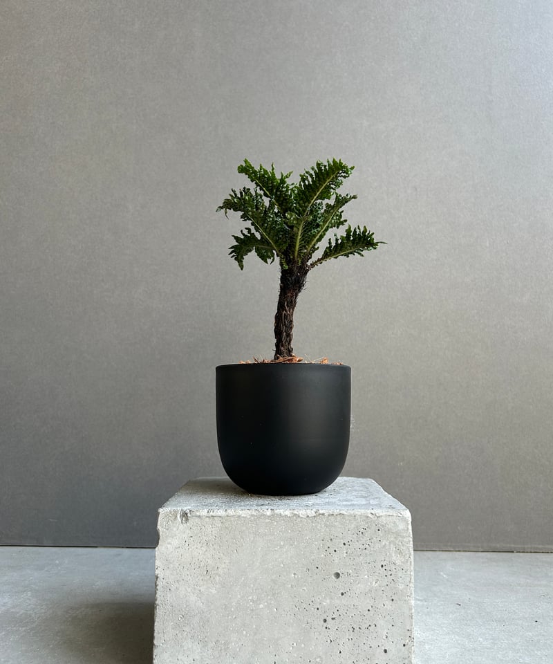 superbum dwarf スパーバムドワーフ Yahoo!オークション -「superbum dwarf」の落札相場・落札価格