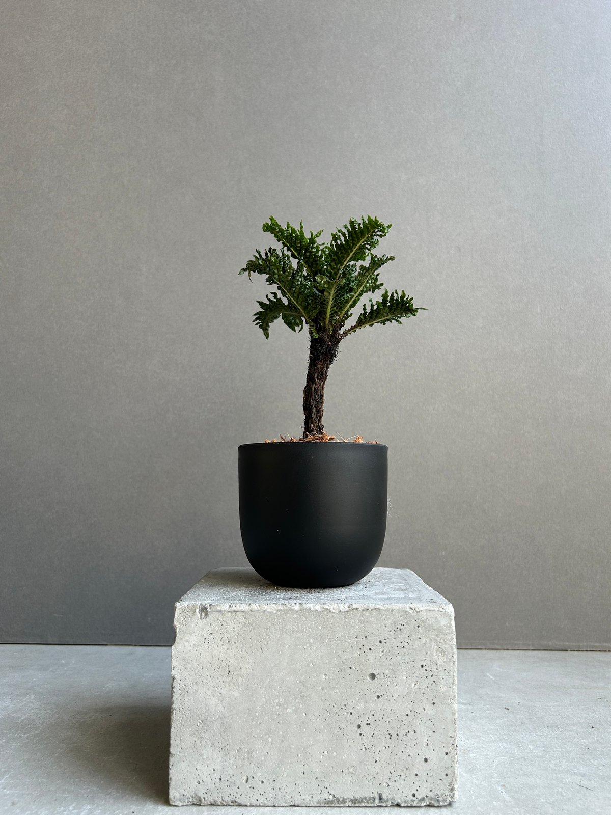 vandakaplants スパーバムドワーフ vandakaplants スパーバムドワーフ vandakaplants スパーバムドワーフ