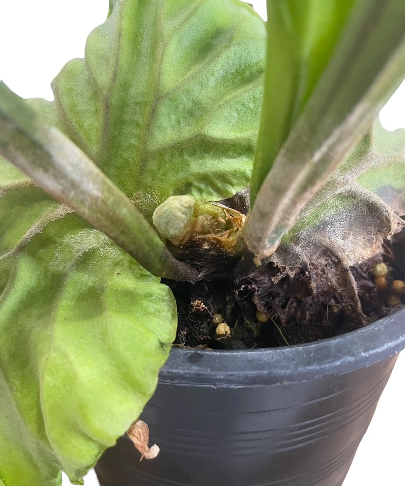 リドレイ ビカクシダ 流木 2025.7/7〜】板付ビカクシダ P. Ridleyi dwarf silver 流木 |