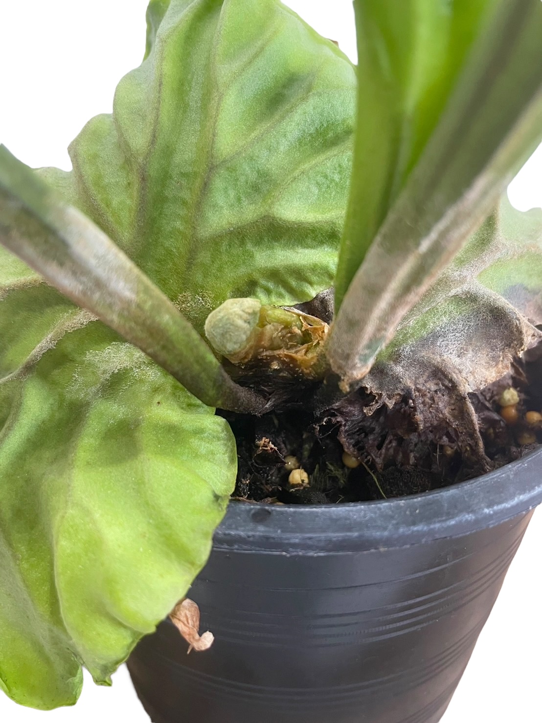 ビカクシダ リドレイドワーフ親株