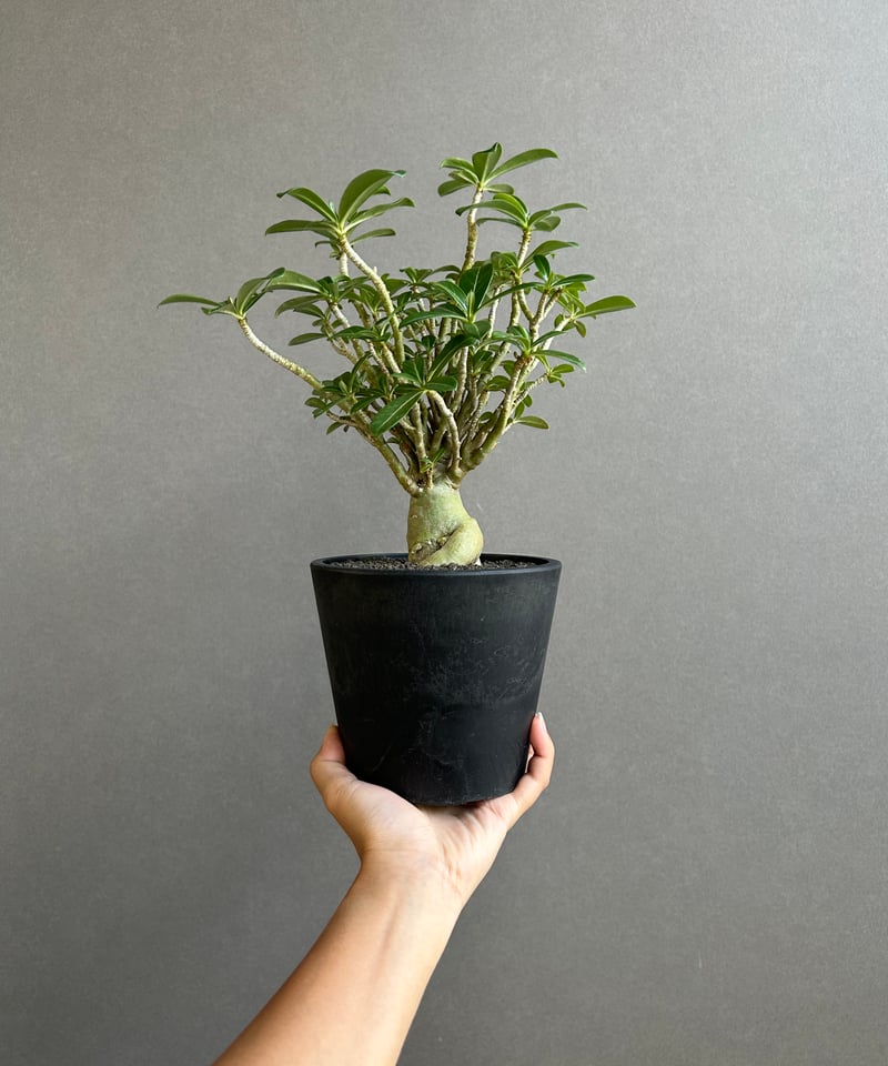 アデニウム オベスム “選抜個体” 「Adenium obesum “Select