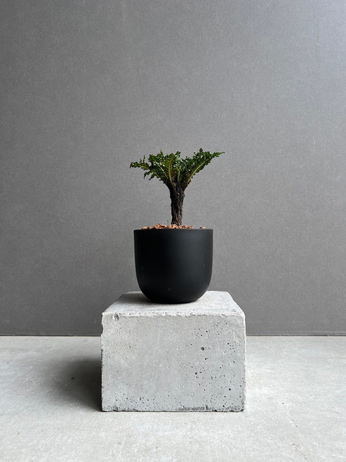ブレクナム ギッバム ドワーフ 「Blechnum gibbum Dwarf 」41E | S