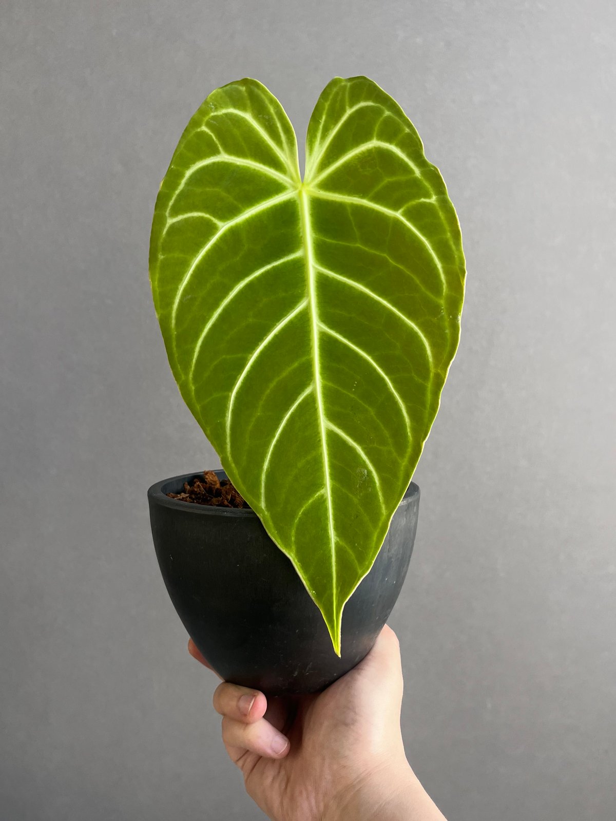 その他観葉植物 Anthurium regale アンスリウム レガレ(コロンビア/ペルー) 「Anthurium regale